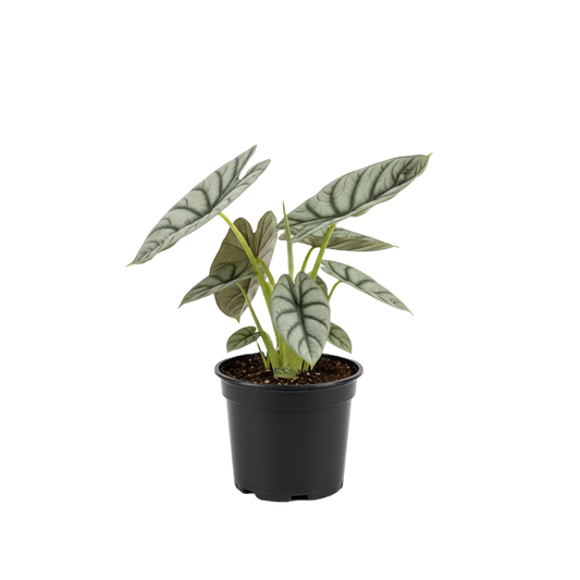 Alocasia Silver Dragon