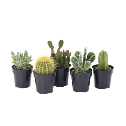 Cactus Assorted