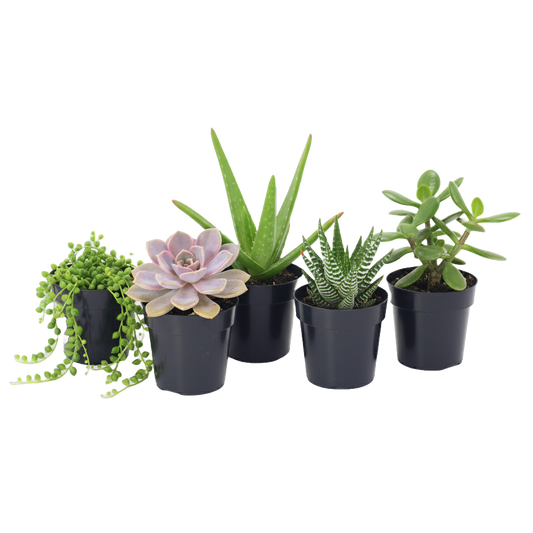 Succulent Assorted