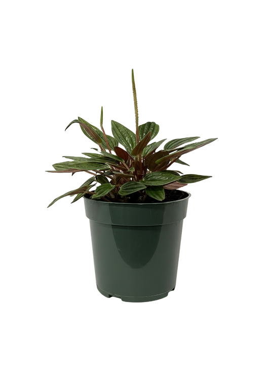 Peperomia San Marino