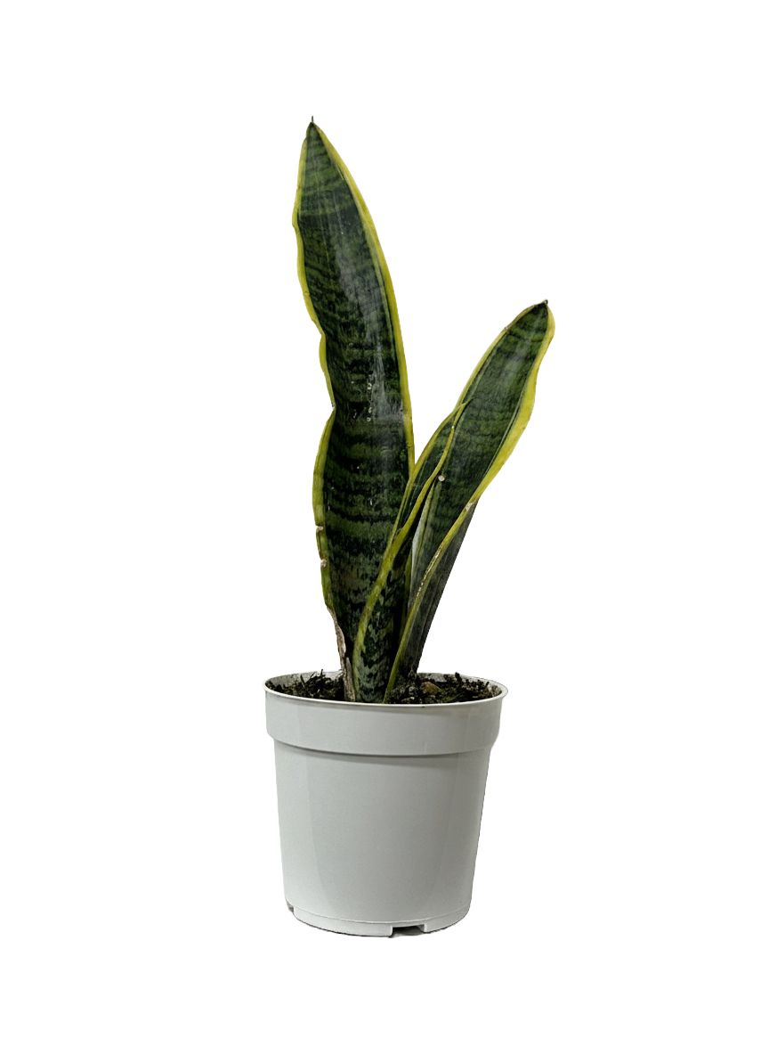 Snake Plant Laurentii