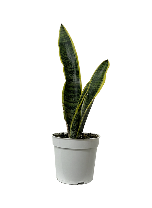 Snake Plant Laurentii