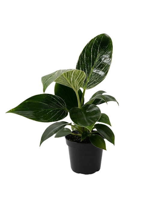Philodendron Birkin