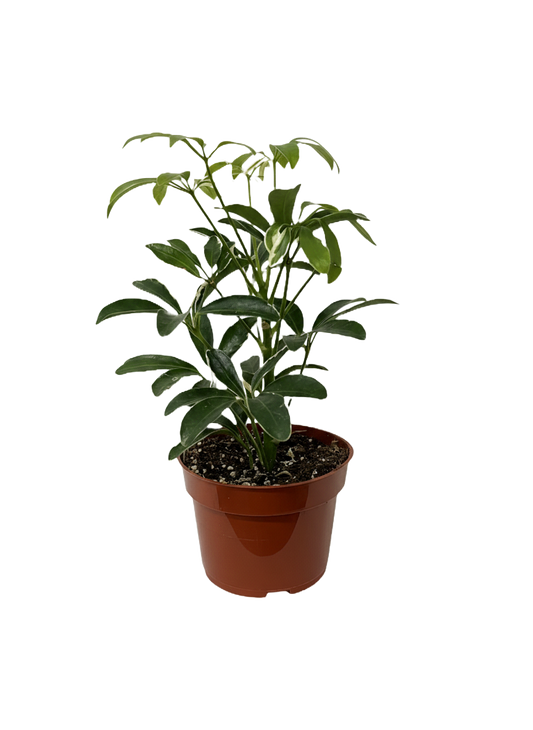 Schefflera Arboricola Moondrop