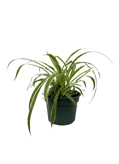 Spider Plant Varigated