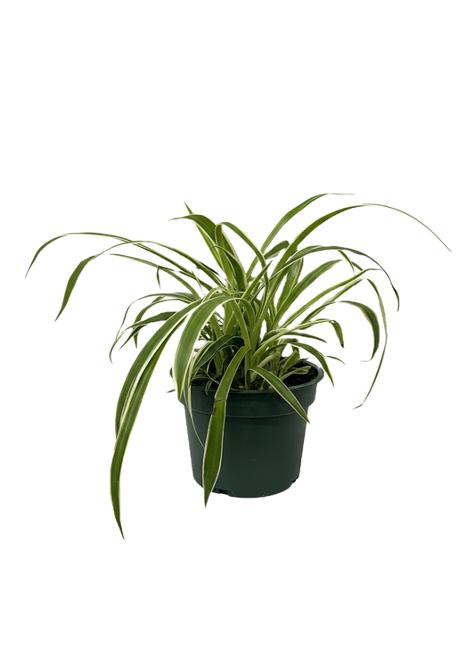 Spider Plant Varigated