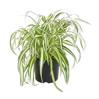 Spider Plant Varigated