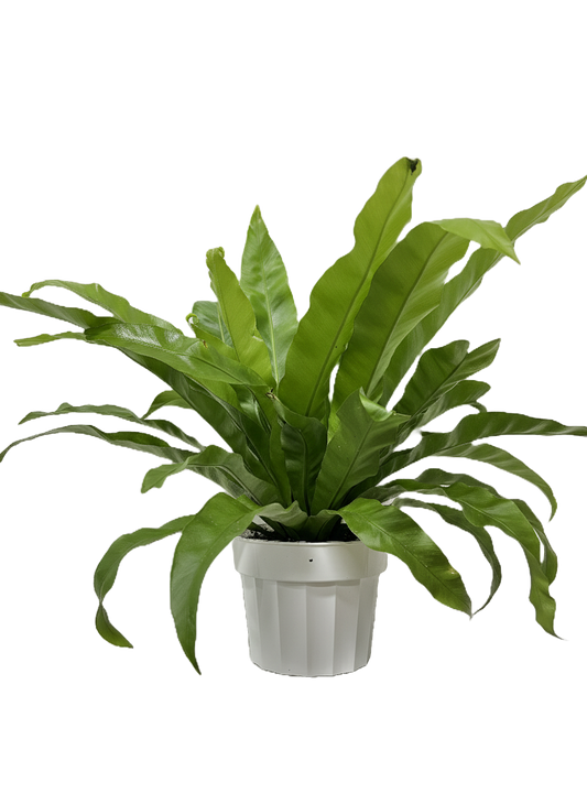 Birds Nest Fern