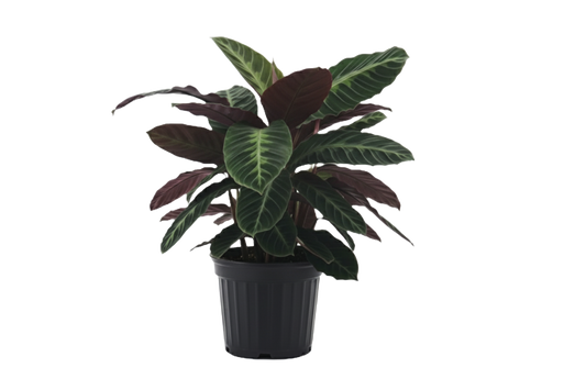 Calathea Warscewiczii