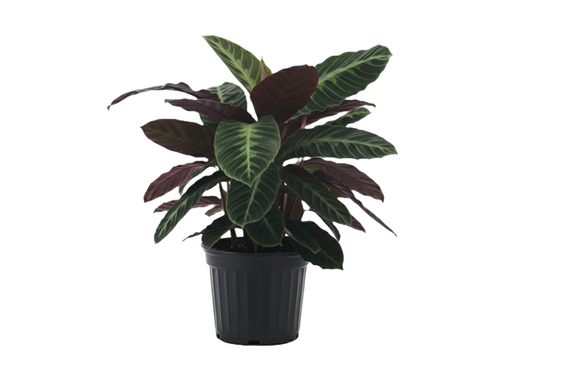 Calathea Warscewiczii