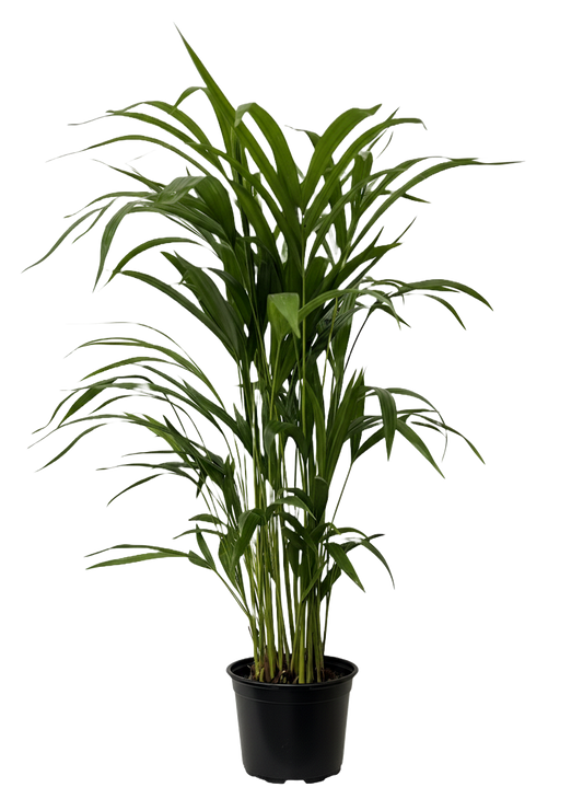 Areca Palm