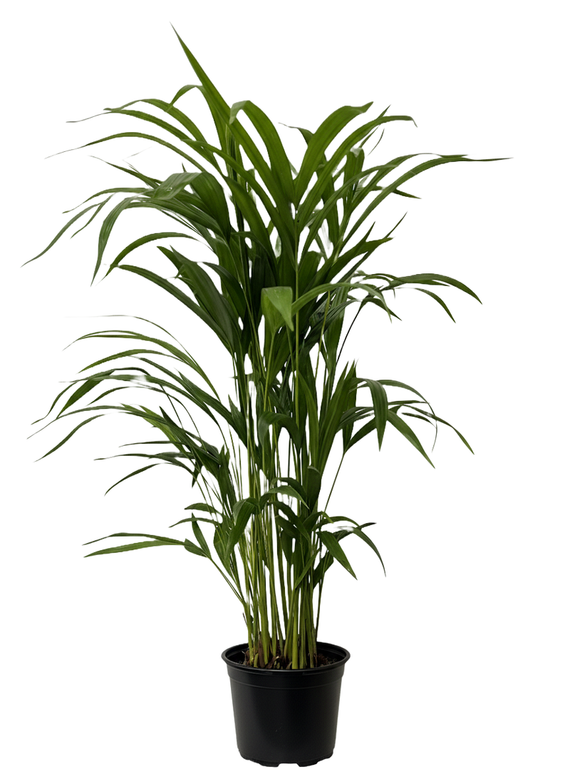 Areca Palm