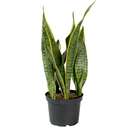 Snake Plant Laurentii