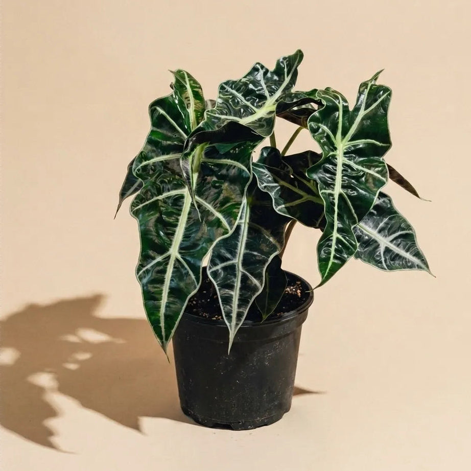 Alocasia African Mask