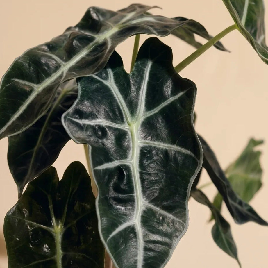 Alocasia African Mask