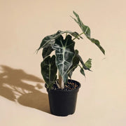 Alocasia African Mask