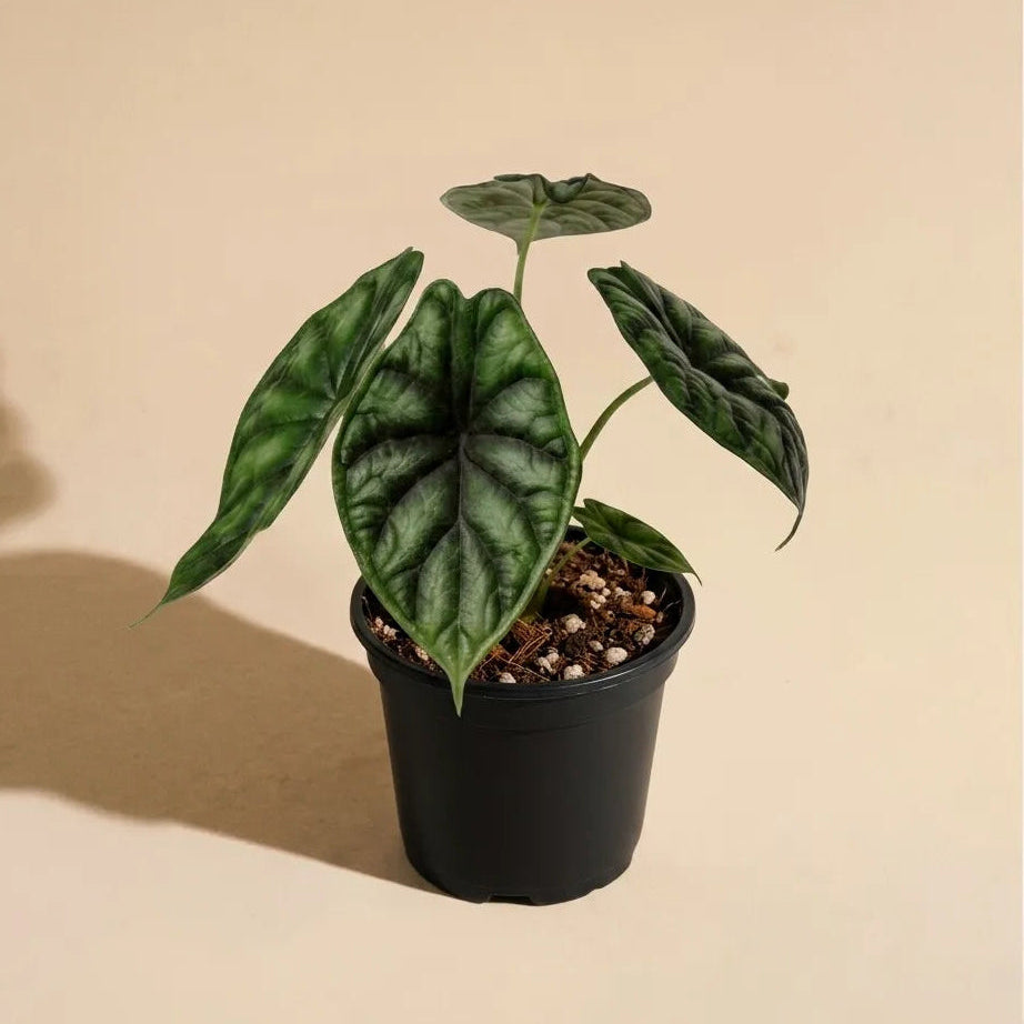 Alocasia Dragon Scale