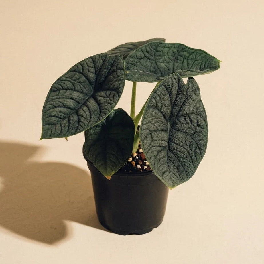 Alocasia Melo