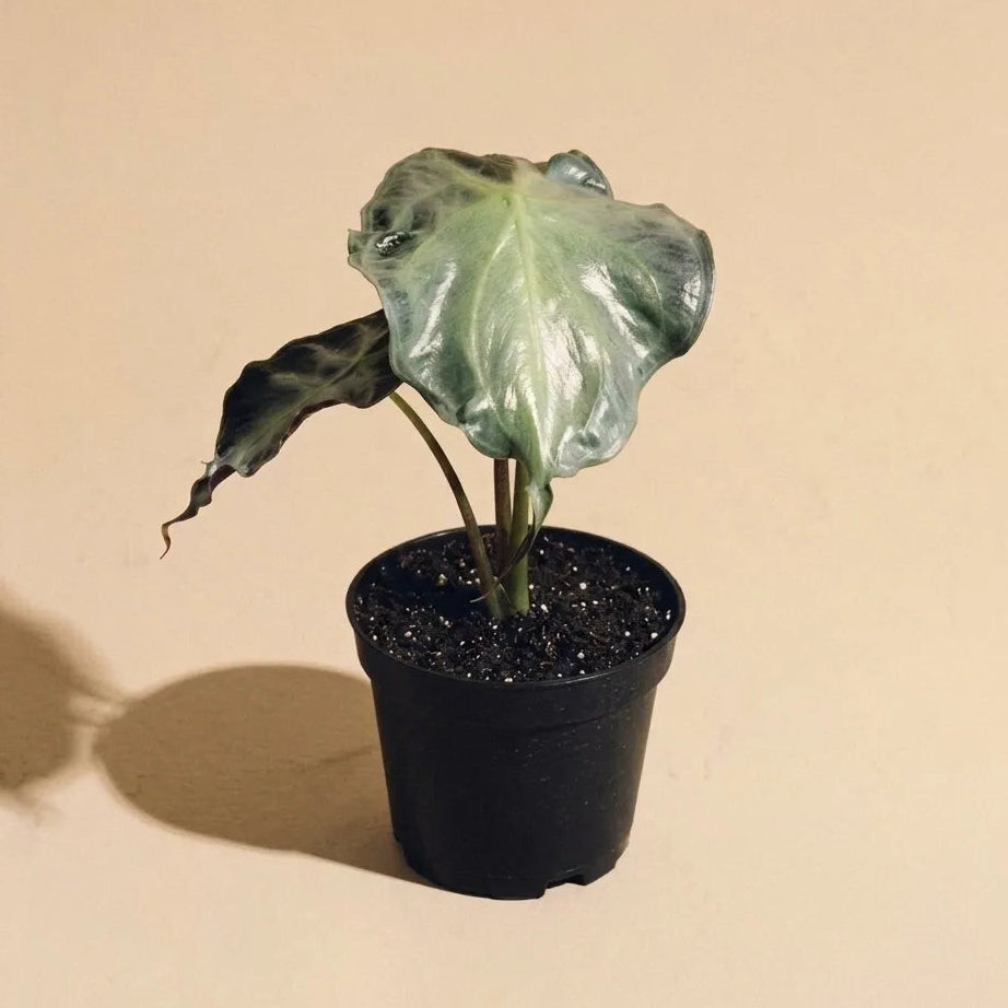 Alocasia Venom