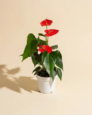 Anthurium Red