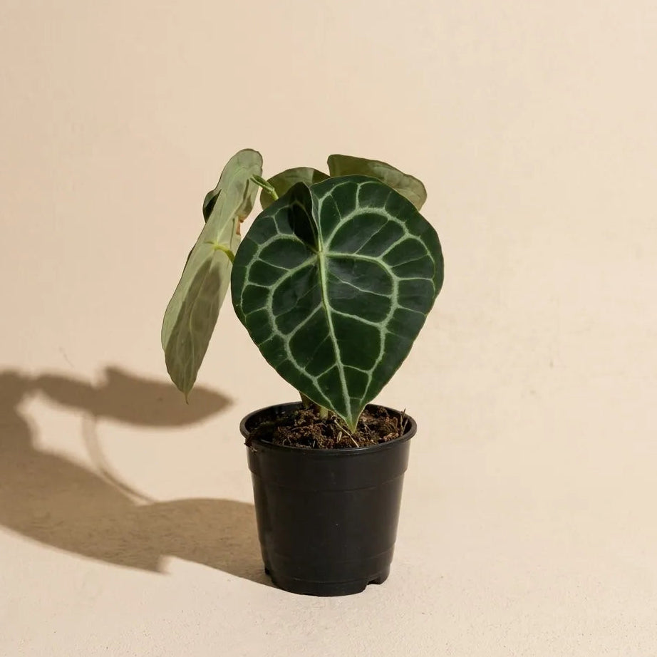 Anthurium Clarinervium