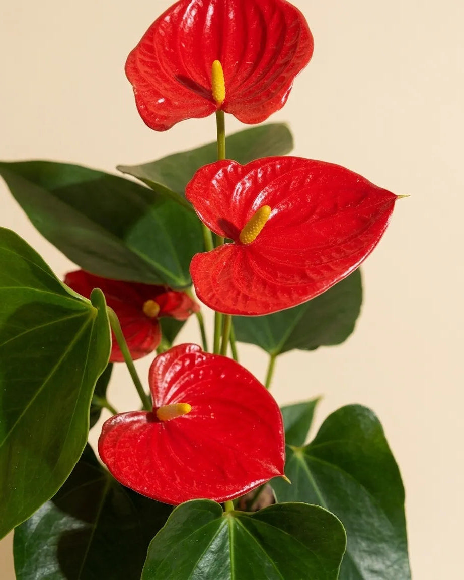 Anthurium Red