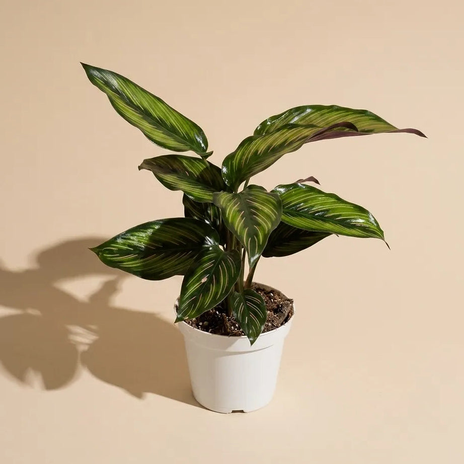 Calathea Beauty Star