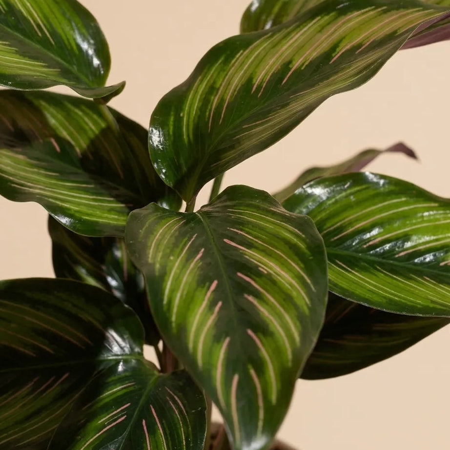 Calathea Beauty Star