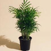 Bella Palm