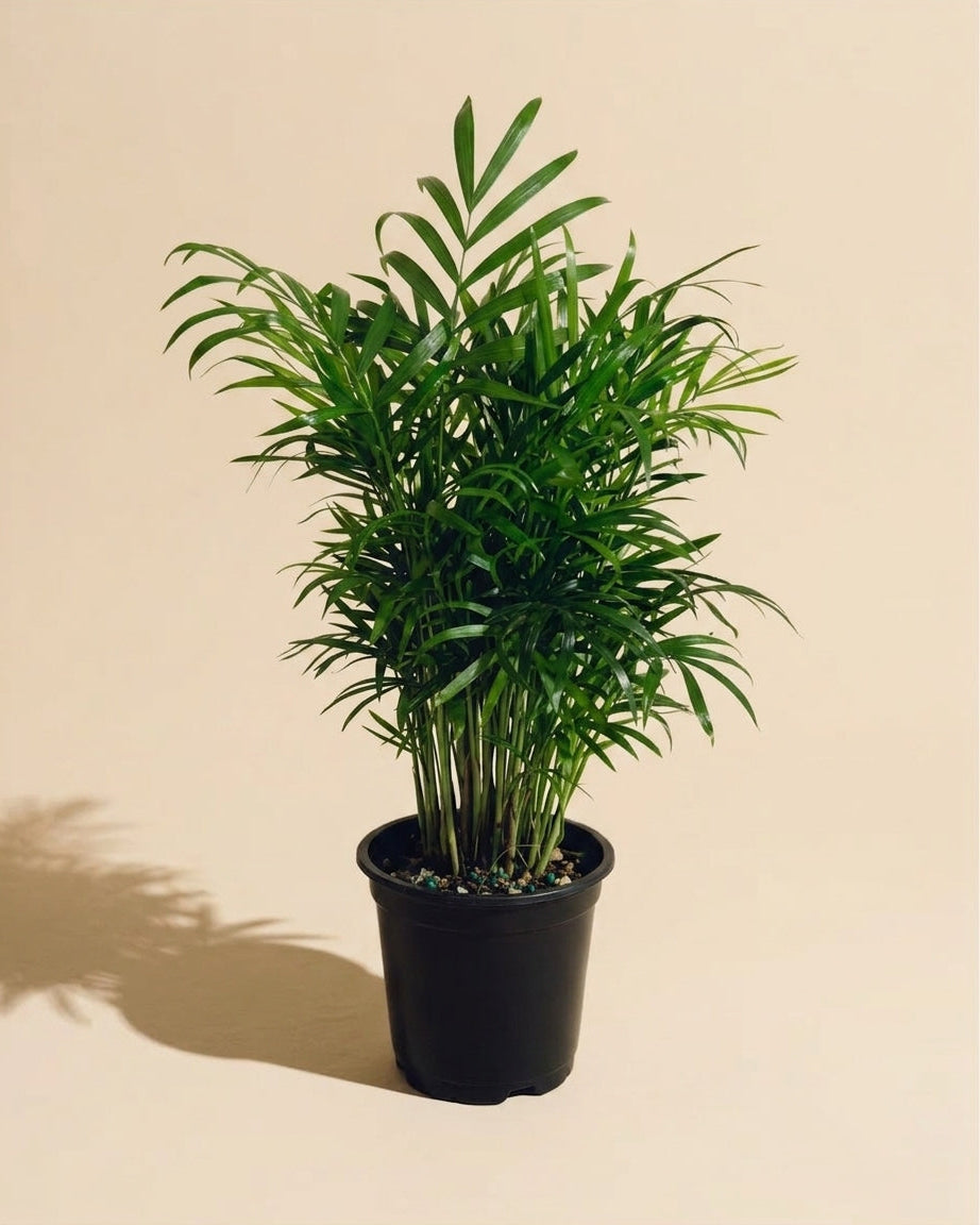 Bella Palm