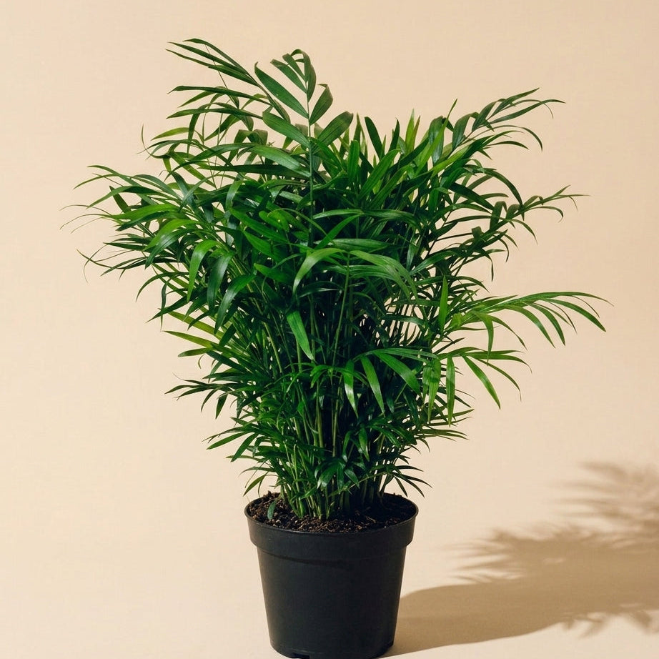 Bella Palm