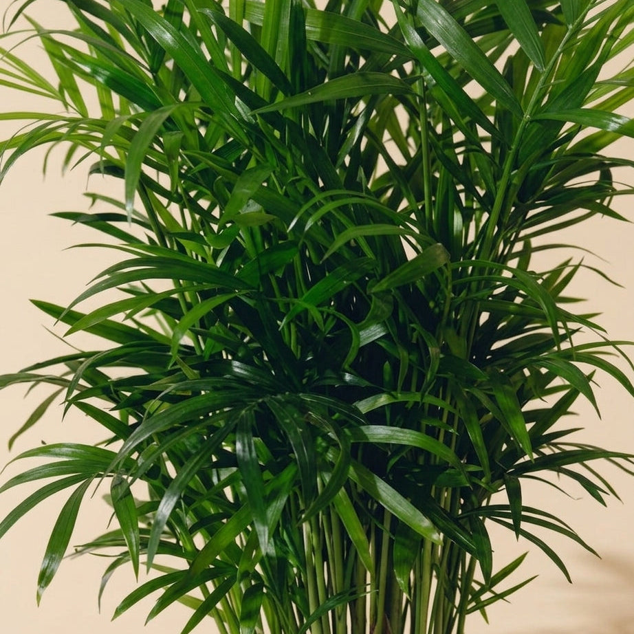 bella palm plant Bella Palm, Live Plant Delivery| Raíz Plants