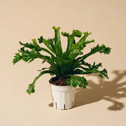 Birds Nest Fern 'Crissie'