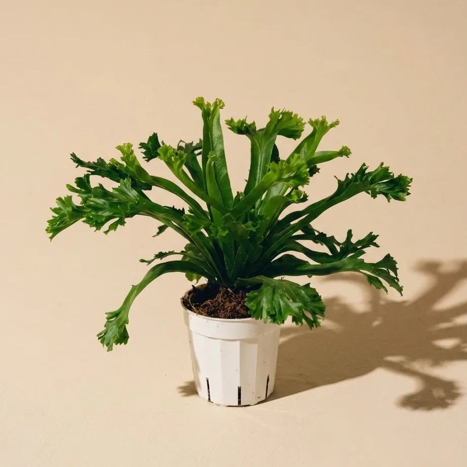 Birds Nest Fern 'Crissie'