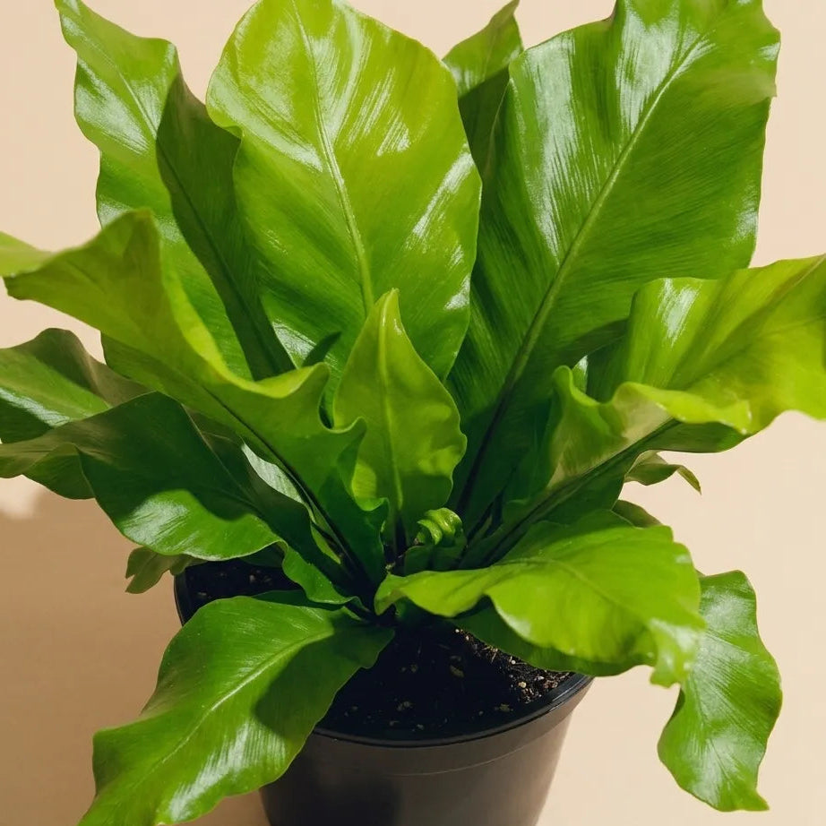Birds Nest Fern