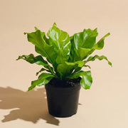 Birds Nest Fern