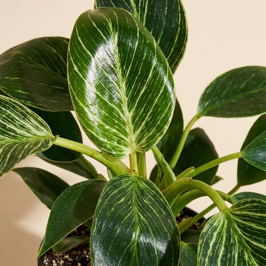 Philodendron Birkin