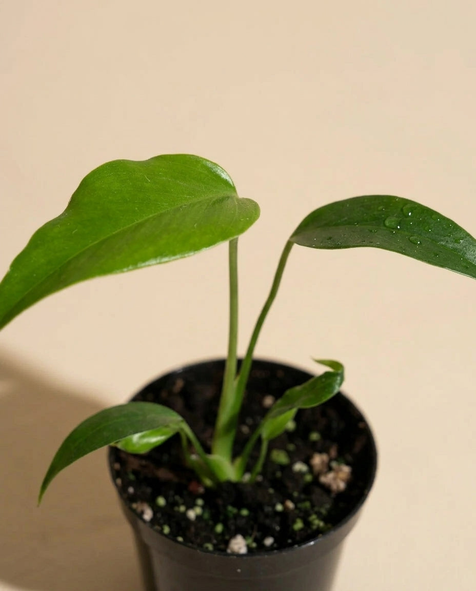 Monstera Burle Marx Flame