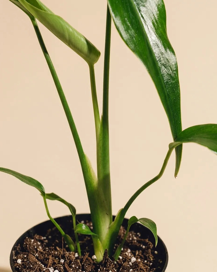 Monstera Burle Marx Flame