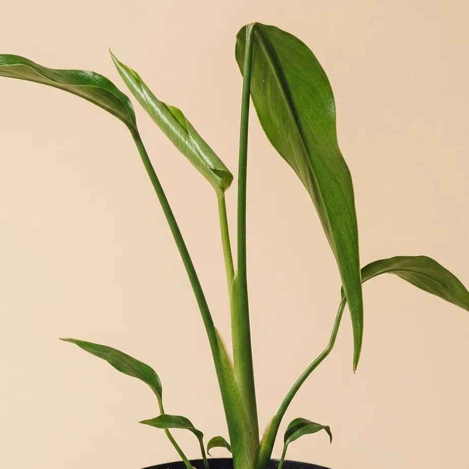 Monstera Burle Marx Flame