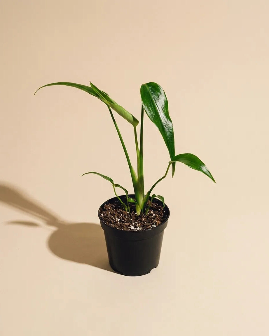 Monstera Burle Marx Flame