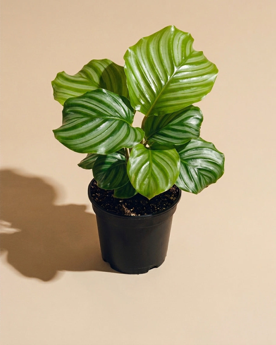 Calathea Orbifolia