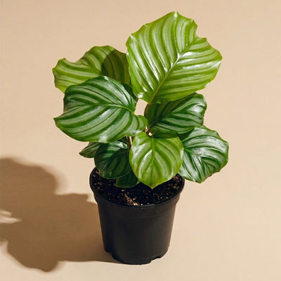 Calathea Orbifolia