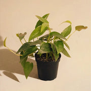 Pothos Cebu Blue