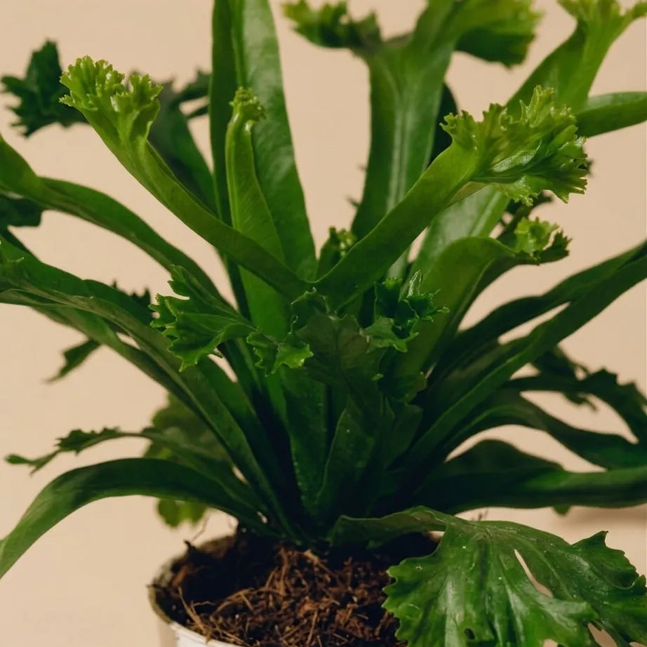Birds Nest Fern 'Crissie'