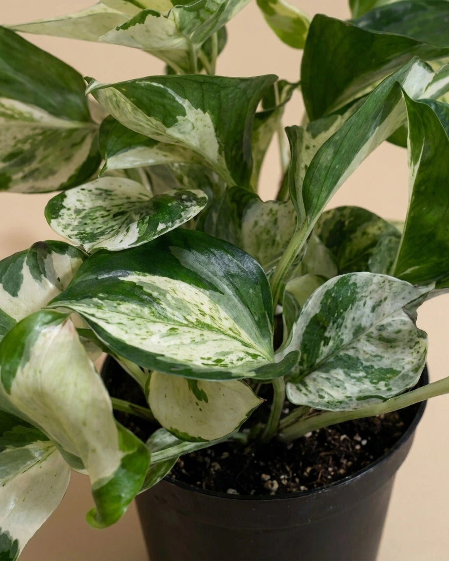 Pothos Manjula