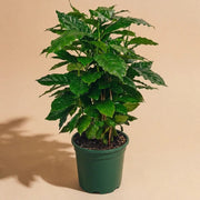 Coffee Plant