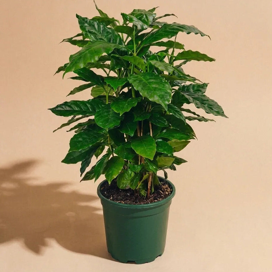 Coffee Plant