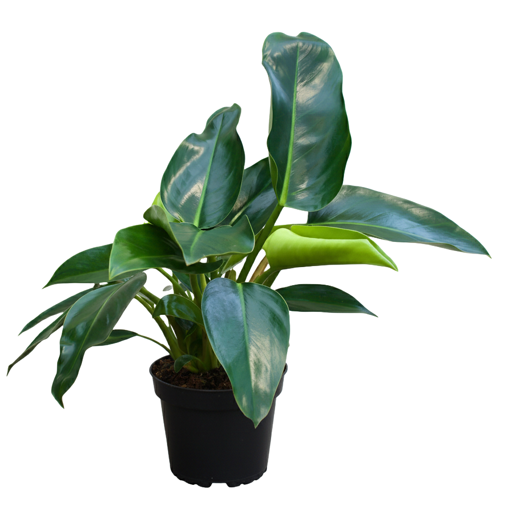 Philodendron Congo Green