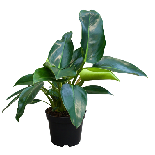 Philodendron Congo Green